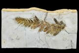Detailed Fossil Fern (Dennstaedtia) - Montana #113214-1